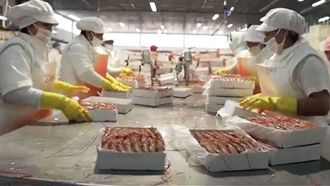 Imagen de archivo del procesado de langostino argentino