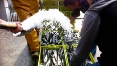 Descarga de jurel en el puerto de A Coru�a