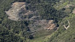 Vi�edos de reciente plantaci�n en la zona de San Pedro de Ba�os