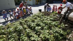 Foto de archivo de una plantaci�n de patatas en un centro escolar de Burela
