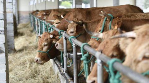 Vacas de raza rubia gallega en la subasta organizada en Adai por Acruga en octubre del 2024 