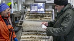 Clasificaci&oacute;n de berberecho en la lonja de Testal, en Noia, antes de la subasta