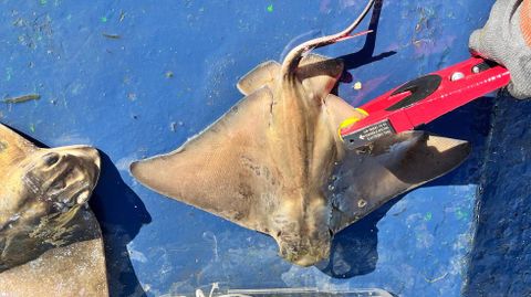 Marcaje de ouxas para estimar su poblaci�n en la r�a de Pontevedra