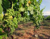 Carga de racimos en las cepas de un vi�edo situado en Ribas de Sil. 