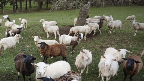 Ovejas de una expiotacin de ganadera ecolgica en Cospeito.