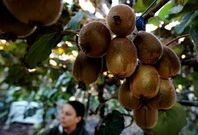 Imaxe da colleita de kiwis nunha plantaci�n do Baixo Mi�o