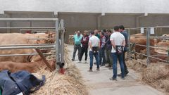 Profesores y alumnos calificando vacas en Expo Lugo