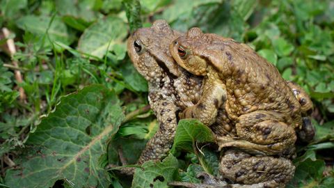 Apareamiento de los sapos