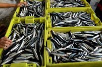 Fuentes del sector aseguran que abunda la anchoa, aunque los ejemplares son peque�os