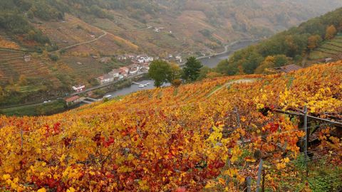 La Ribeira Sacra es uno de los escenarios naturales perfectos para disfrutar del paisaje del oto�o.