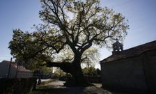 El carballo de Santa Margarita, en la imagen, tiene entre cuatrocientos y quinientos a�os. 