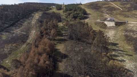 Una estacin arbolada. Una de las peculiaridades de Manzaneda es que las pistas discurren por el medio de una gran masa arbolada. Esa imagen cambi de manera importante despus de que el fuego arrasase el 80 % de la superficie de la estacin de esqu. 