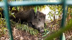 Los paseos diarios de los jabal�es por Canido