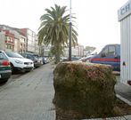 En Mar�n ya fue necesario talar algunos ejemplares. 