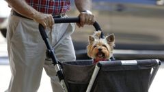 En la comarca hay m�s de 26.000 animales de compa��a, en su mayor�a, perros