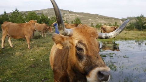 Vacas vianesas de la zona de Montecelos