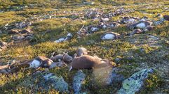 M�s de 300 renos murieron en Noruega por un rayo