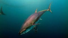 Un ejemplar de at�n rojo