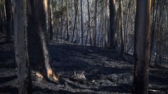 Monte quemado tras el incendio forestal en Vilaboa 