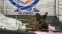 El conejo est� siendo cuidado por los agentes del Servicio de Emergencias Municipal de Oleiros