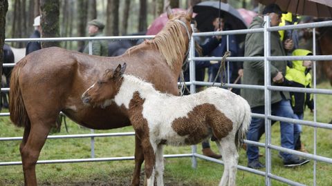 Dos de los potros presentes en la Feira do Poldro e do Gando do Monte en Muras del 2022