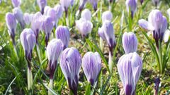 En la foto, la flor del azafr�n
