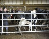 La entrada de vacas cay� ayer de forma significativa. 