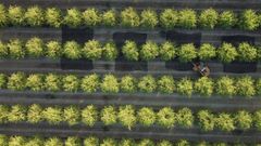 Imagen de archivo de�un campo con unos�almendros