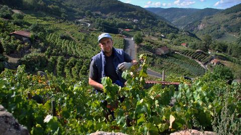 Antes de este fin de semana ya se haban recogido 2,6 millones de kilos de uvas en la Ribeira Sacra