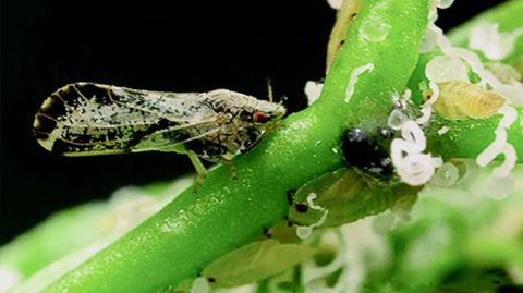 PS�LIDO AFRICANO DE C�TRICOS. La �Trioza erytreae� ataca a los c�tricos, especialmente a los limones. El insecto lleg� hace dos a�os a Galicia, pero la plaga de la que es portador a�n no apareci�. 