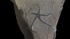 Vista del holotipo de «Arenorbis santameraensis», la nueva especie de ofiuras descubierta por investigadores del MUJA y del Museo de Historia Natural de Luxemburgo