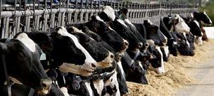 La industria ha comenzado a comunicar a los propietarios de algunas de las 10.000 explotaciones que pagar� menos por litro.