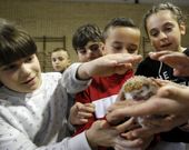 Los cetreros llevaron al centro ejemplares de lechuzas y erizos.