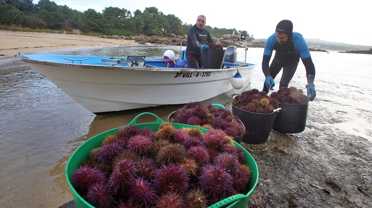 Una armadura de espinas para proteger al caviar de las rías