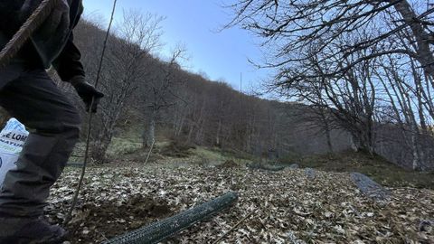 el Fondo para la Protección de los Animales Salvajes (Fapas) está estableciendo pequeñas plantaciones de frutales en el monte, un auténtico bufé libre, de comida gourmet , para los úrsidos