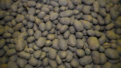 Patatas en la comarca de A Limia