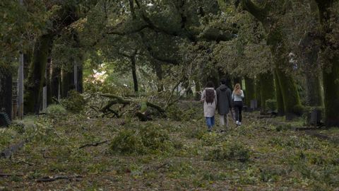 rboles tirados por el viento en la Alameda de Santiago.