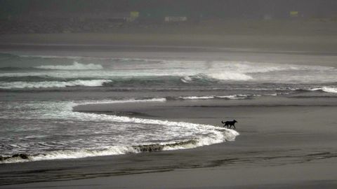 Un perro corre por la orilla en la playa de Salinas (Asturias)