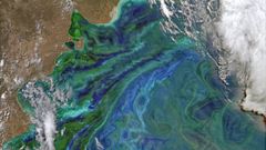El fitoplancton crea espectaculares remolinos de color turquesa y verde que son visibles desde el espacio exterior.