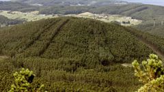 Vista de un monte con plantaci�n de eucalipto