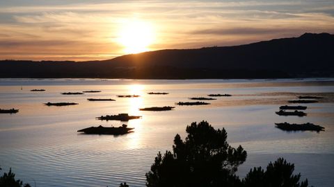 Mussel rafts in the Arousa estuary.