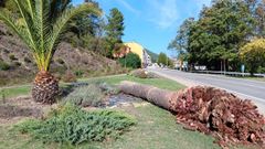 Una de las palmeras situadas en zonas verdes de Quiroga que tuvieron que ser cortadas