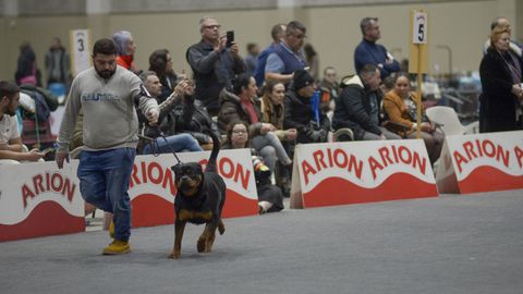 Exposición canina en el Pazo de Feiras de Lugo