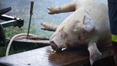 Imagen de archivo de una matanza de un cerdo