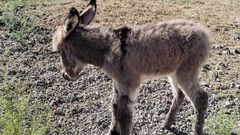 El burro Lolo en la finca de Valdemorillo antes de ser raptado y asesinado.