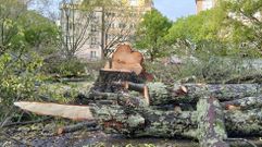 Troncos en el suelo tras la tala de los primeros ejemplares de la plaza de Rosal�a, en el barrio ferrolano de San Xo�n.