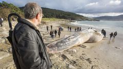 Varamiento, intento de retirada... las im�genes de la ballena de Balar�s