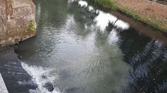 Vertido del arroyo Zapardiel al Cabe en su desembocadura, en el paseo fluvial