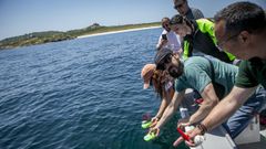 Actividad de reforestaci�n del ecosistema marino de Amicos