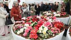 Xornadas da Camelia de Vedra